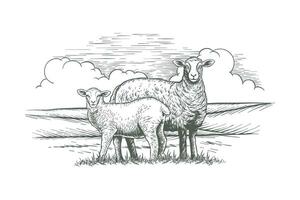 Vector hand drawn sheep illustration. Farm animal sketch in sketch style. mother sheep and her child.