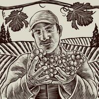 granjero cortes uvas desde vides mano tallado ilustración. vector