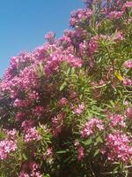 adelfa flores como un símbolo de el Mediterráneo en un paisaje foto