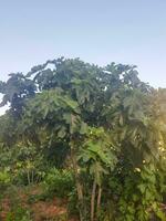A Branch of Deep Green Figs on a Fig Tree photo