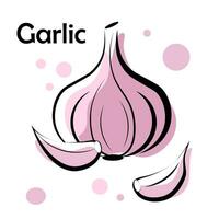 Garlic on a white background vector