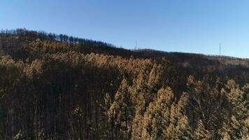 Burned forest Trees and mountain aerial video