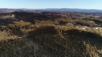 Burned forest Trees and mountain aerial video