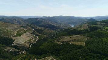 famoso vigneti douro valle porto vino regione Portogallo video