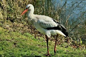 A view of a White Stork photo