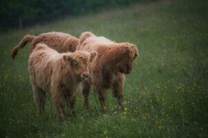 Scotland ginger highland cow calf babies portrait photo