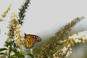 esta hermosa monarca mariposa es visitando esta flor silvestre a recoger néctar. su pequeño piernas pegajoso a el pétalos y Ayudar a polinizar. su bonito naranja, negro, y blanco alas frente a afuera. foto