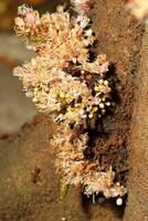 manojo de flores crecimiento desde el árbol tronco.cynometra cauliflora es un pequeño, coliflor árbol con un grueso, fuertemente ramificado provenir, y bastante pequeño flores foto