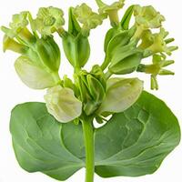 Cowslip creeper , white background. milkbalba isolated and clipping path photo