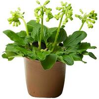 Cowslip creeper , white background. milkbalba isolated and clipping path photo