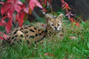 Portrait of Serval in zoo photo