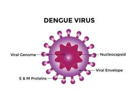 Dengue virus. Dengue virus DENV is the cause of dengue fever. It is a mosquito borne, single positive stranded RNA virus. Virion includes RNA strands, proteins, and envelopes. vector