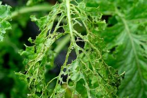 Close-up of kale growing with holes caused by garden pests eating the leaves. Fresh green kale leaves in the garden are being damaged by slugs. photo