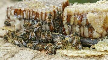 el abejas ese Produce el miel en Italia foto