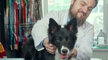 abgeschnitten Schuss von bezaubernd glücklich gesund Hund beim das Veterinär Klinik video