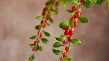 Branch with ripe red goji berry on abstract brown background video
