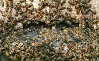 el abejas ese Produce el miel en Italia foto