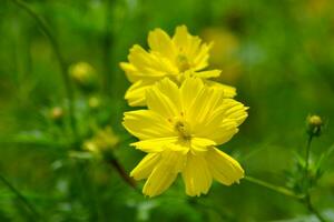 A close up image of yellow cosmos flower or cosmos sulphureus in a garden with blurred background. photo