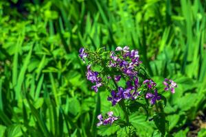 Lunaria annua - also known as Honesty.Ornamental pods of lunaria in spring, close-up. Lunaria annua, commonly called silver dollar, dollar plant, moonwort, honesty and lunaria. photo