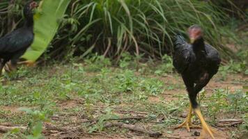 djur- kyckling levande i natur video
