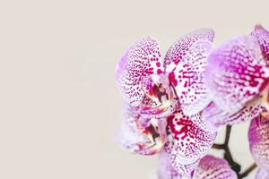 Branch of blooming purple orchid close-up, phalaenopsis photo