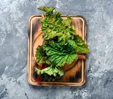 Bunch of fresh rhubarb photo