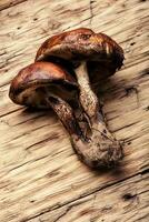 Forest raw mushrooms photo