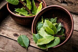 Aromatic bay leaves photo