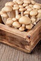 Fresh raw mushrooms photo