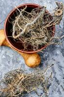 Maral root in herbal medicine photo