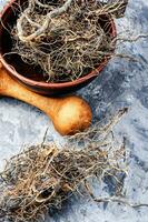 Maral root in herbal medicine photo