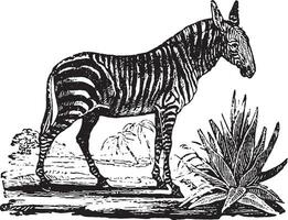 Zebra, vintage engraving. vector