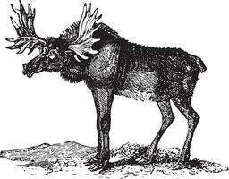 Elk or Wapti, vintage engraving. vector