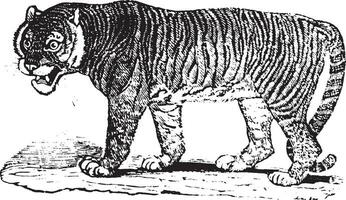 Tiger, vintage engraving. vector