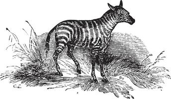 Young Zebra, vintage engraving. vector