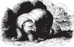 Bear, vintaqe engraving. vector