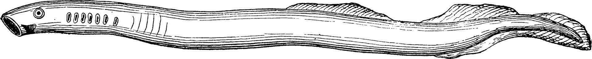 lamprea rudimentario primitivo pez, Clásico grabado. vector