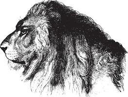 Lion, vintage engraving. vector