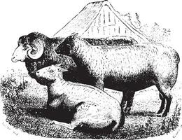 Three sheep on field, vintage engraving. vector