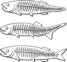 Transformation of the tail of fish, vintage engraving. vector