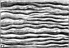 Ripples left by water and petrified, vintage engraving. vector