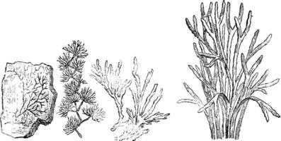 Older plants. Cambrian period, vintage engraving. vector