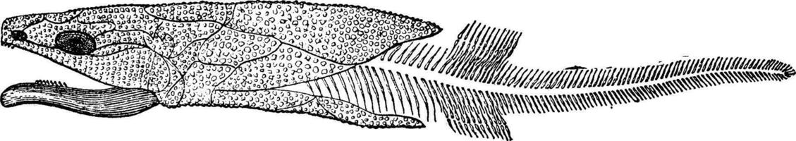 restauracion de el esqueleto de cocosteus decipiens, Clásico grabado. vector