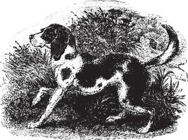 Dog, vintage engraving. vector