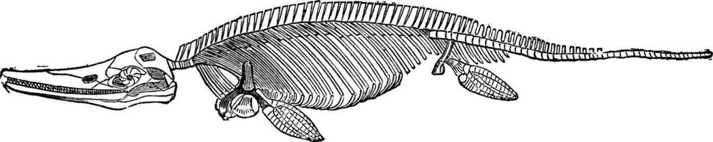 Fossil skeleton of the ichthyosaur, vintage engraving. vector