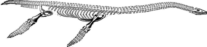 Restored plesiosaur skeleton, vintage engraving. vector