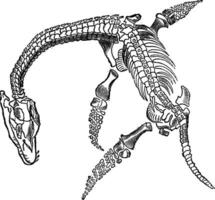 Sperm fossil plesiosaur, vintage engraving. vector