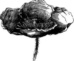 Poppy flower, vintage engraving. vector