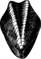 Terebratula praelonga, vintage engraving. vector