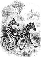 Two Zebras in forest, vintage engraving. vector